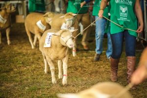 RS: Divulgados regulamento e exigências sanitárias para exposição de animais na Expointer Digital