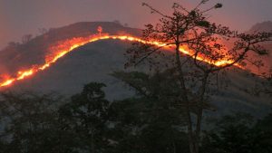 Incêndios florestais pelo mundo são os maiores 'em escala e em emissões de CO2' em 18 anos; BBC