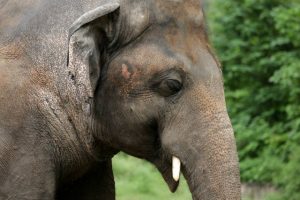 ‘Elefante mais solitário do mundo’ é liberado para ir a novo lar; O Estado de São Paulo