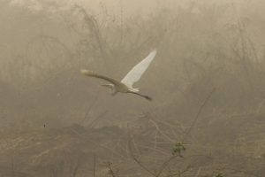 Incêndios engolem 64,8% do Parque Encontro das Águas, em Mato Grosso; O Estado de São Paulo