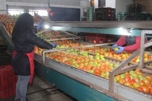 RS: Permissionários da Ceasa reforçam limpeza de hortifrútis e higienização de embalagens