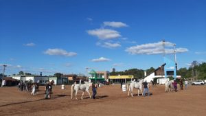 RS: Campeonato Domados do Pampa mostra o melhor do cavalo árabe na Expointer