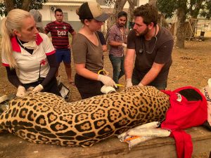 Pantanal sofre a maior devastação de sua história enquanto voluntários lutam para salvar os animais; El País