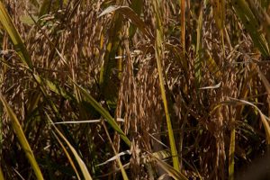 RS: Farsul e Federarroz divulgam nota conjunta sobre manutenção da TEC no arroz