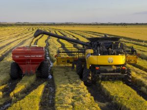 'Está criada a tempestade perfeita', diz arrozeiro sobre preços do produto; Jornal do Comércio