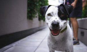 Bolsonaro vai sancionar lei que aumenta pena para maus-tratos a cães e gatos; O Globo