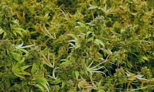 Projeto que libera plantio de maconha para fins medicinais gera desentendimento entre ruralistas; O Globo