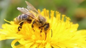 Congresso francês autoriza pesticida que mata abelhas para salvar indústria da beterraba; RFI