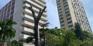 Mobilização impede corte de guapuruvu em Porto Alegre; Correio do Povo