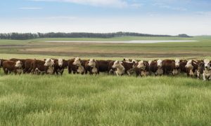 Portaria autoriza uso de áreas convertidas do Bioma Pampa