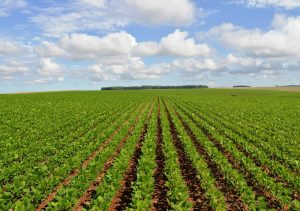 RS: Custos de Produção mantêm o movimento de alta em setembro. IICP aponta aumento de 7,36% no último mês