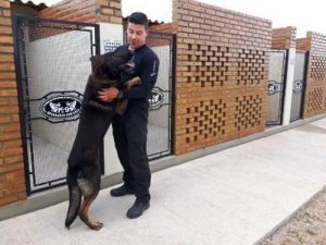 Cães auxiliam na rotina de segurança das unidades prisionais do RS