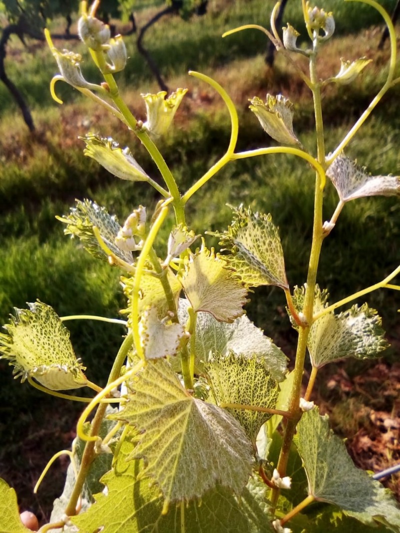 Detalhes Notícia