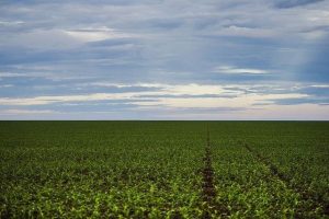 Substituição por soja coloca vegetação nativa do Pampa sob risco de desaparecimento; Sul 21