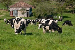 RS: Governo antecipa começo do Programa de Sementes Forrageiras