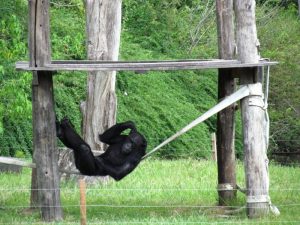 Zoológico e Jardim Botânico voltam a receber visitantes