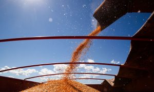 Produção de grãos na safra 2020/21 deve chegar a 252,3 milhões de toneladas