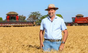 No rastro da soja, trigo trilha o caminho do cerrado