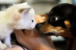 Porto Alegre: Alimentos apreendidos poderão ser doados a abrigos de animais