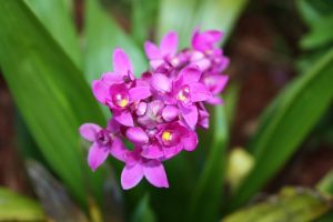 Mapa divulga lista de flores e plantas ornamentais introduzidas no Brasil