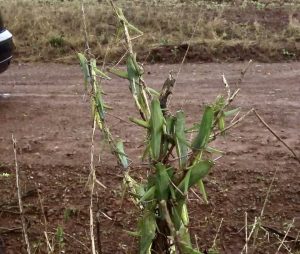 Gafanhotos são avistados no Rio Grande do Sul; agricultores temem ataque a lavouras; Jornal do Comércio