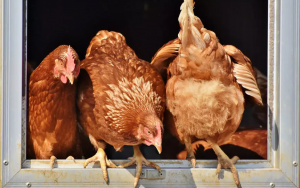 Campanha pede que produtores de carne franceses parem de comprar soja do cerrado brasileiro; RFI