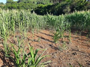 Chuva reduz atraso no plantio da soja no Estado; Jornal do Comércio