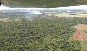 Chuva freia ameaça de gafanhotos a lavouras no Rio Grande do Sul; Jornal do Comércio