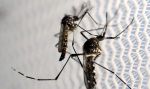 Porto Alegre: Saúde alerta para proliferação de mosquito Aedes aegypti no verão