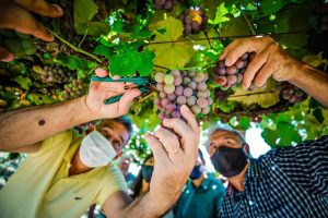 Porto Alegre: Aberta oficialmente a Colheita da Uva e da Ameixa na zona rural da Capital. Devem ser colhidas 100 toneladas de uvas e mais 80 toneladas de ameixas neste ano