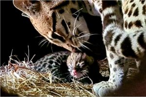 Jaguatirica bebê recebe cuidados maternos no Gramadozoo; Jornal do Comércio