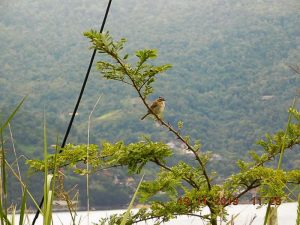 Brasil passa a fazer parte do Protocolo de Nagoia sobre biodiversidade