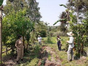 RS: Projeto para fortalecer cadeia de frutas nativas e sistemas agroflorestais colhe bons frutos