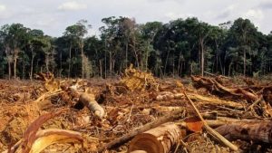 'Diminuir desmatamento requer vontade política, não financiamento', diz Noruega sobre pedido de US$ 1 bi de Salles para Amazônia; BBC