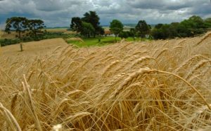 RS: Culturas de Inverno avançam com tecnologia da Embrapa. Terceiro encontro reuniu líderes da Farsul, Fecoagro e da cadeia da proteína animal com apresentação de resultados de equivalência nutricional do trigo para ração de aves e suínos