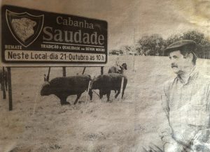 RS: Cabanha Saudade completa 70 anos de seleção genética Devon.    Tradicional propriedade da Fronteira Oeste gaúcha fez história na criação de reprodutores da raça britânica