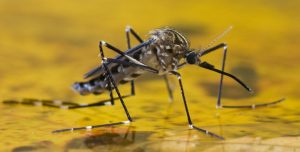 RS declara emergência em saúde pública devido à circulação do vírus da febre amarela