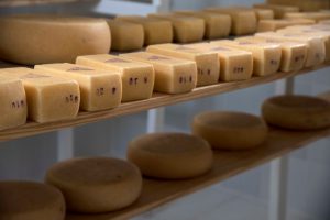 RS: Produtores de queijo artesanal serrano se preparam para adesão ao Selo Arte