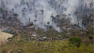 Desmatamento na Amazônia: supermercados britânicos ameaçam parar de vender produtos do Brasil caso nova lei seja aprovada; BBC