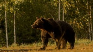 Príncipe é acusado de matar o 'maior urso vivo da Europa’; BBC