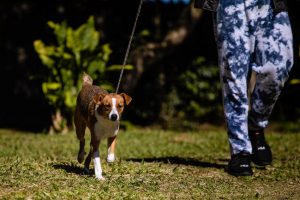 Porto Alegre: Unidade de Saúde Animal Victoria tem 60 cães e 14 gatos para adoção responsável