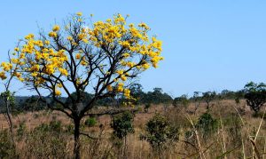 Plataforma reúne dados, fotos e infográficos do cerrado na internet