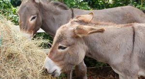 Bolívia estuda soro de plasma de burros para tratar covid; R7