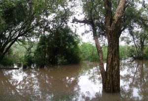 RS: Estudo de impacto ambiental para sistema contra cheias no rio dos Sinos está entre as licitações da semana