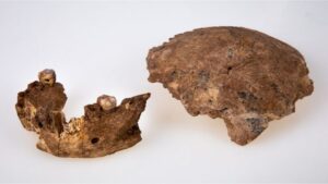 Nova espécie de ancestral humano é descoberta em Israel; BBC