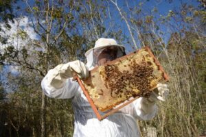 Inseticida fipronil é encontrado em 77% de amostras de colmeias com mortandade de abelhas no RS