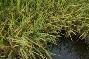 RS: Custos de produção em alta preocupam arrozeiros para próxima safra.