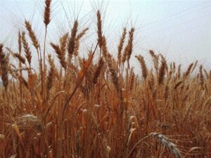 Rio Grande do Sul deve colher sua maior safra de inverno em 2021