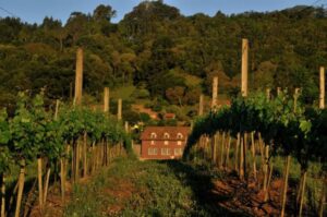 Serra Gaúcha: Altos Montes lança passaporte para vinícolas 