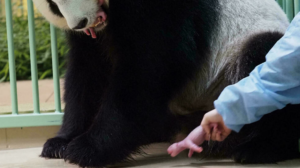 Panda gigante dá à luz dois filhotes em zoológico na França; RFI